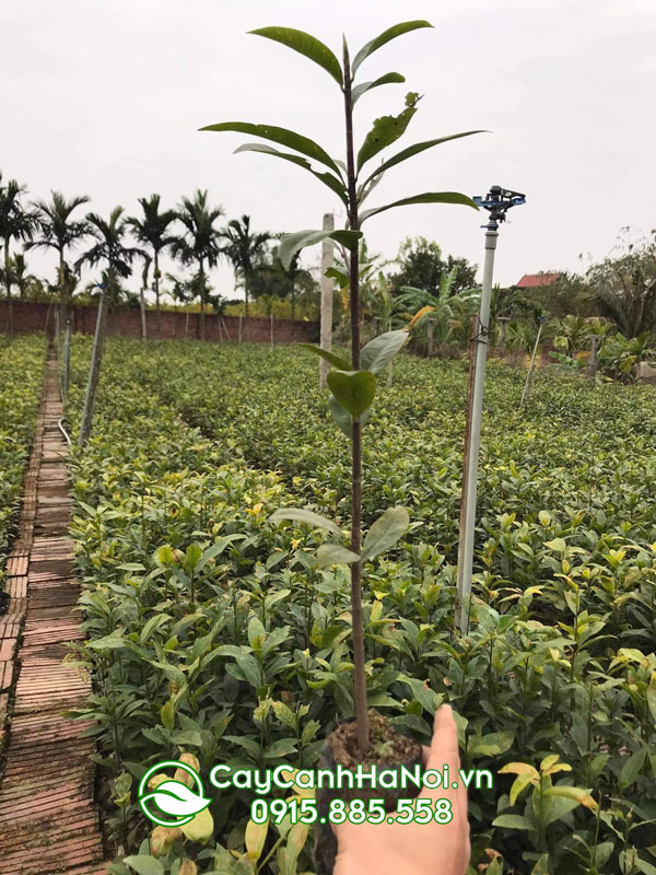 mua giống mai vàng yên tử