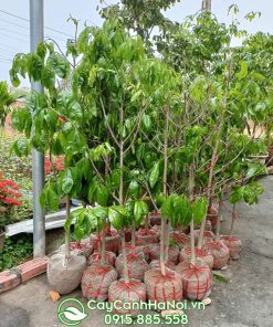 Cây giống mai yên tử