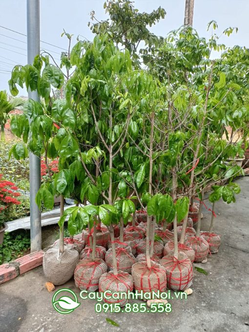 Cây giống mai yên tử