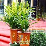 Cây Địa Lan Thanh Ngọc