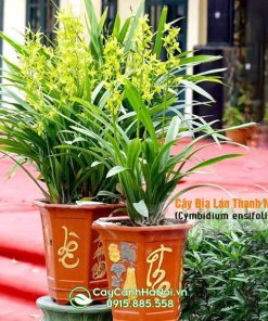 Cây hoa địa lan thanh ngọc trồng chậu