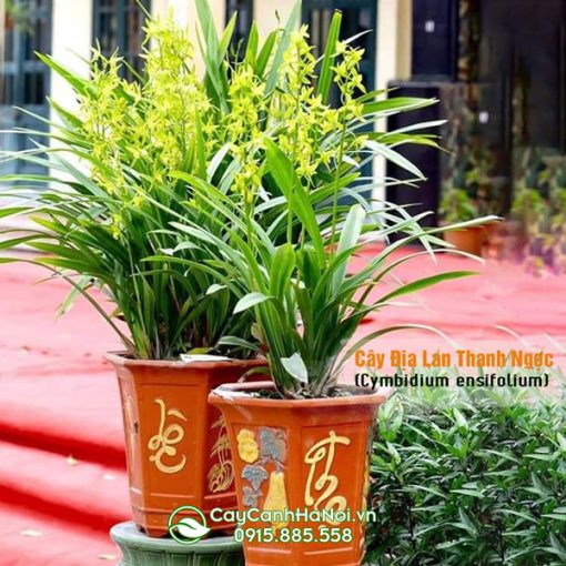 Cây hoa địa lan thanh ngọc trồng chậu