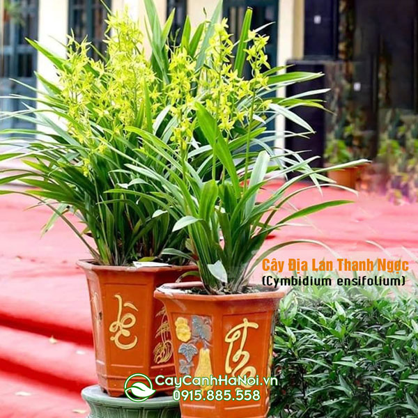 Cây hoa địa lan thanh ngọc trồng chậu