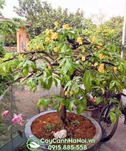 Cây mai vàng Yên Tử