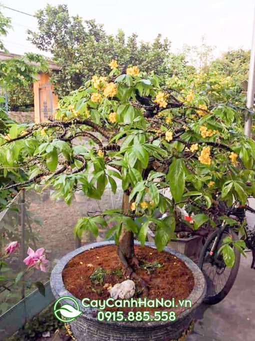 Cây mai vàng Yên Tử
