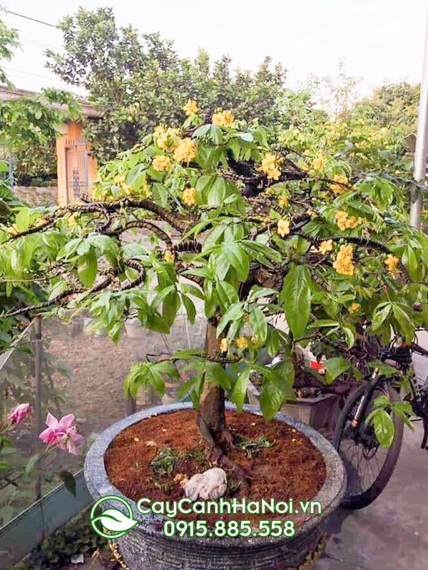Cây mai vàng Yên Tử