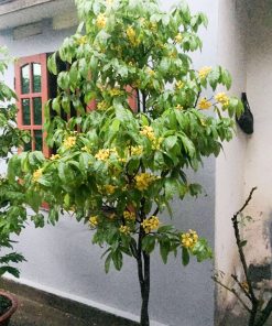Cây mai vàng yên tử mang đến nhiều điều may mắn