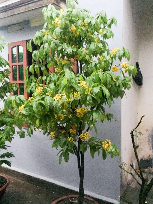 Cây mai vàng yên tử mang đến nhiều điều may mắn