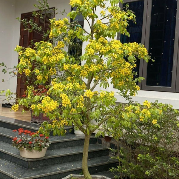 Cây hoa mai vàng Yên Tử mang đến sự phồng vinh và hạnh phúc