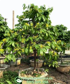 cây mai yên tử đẹp