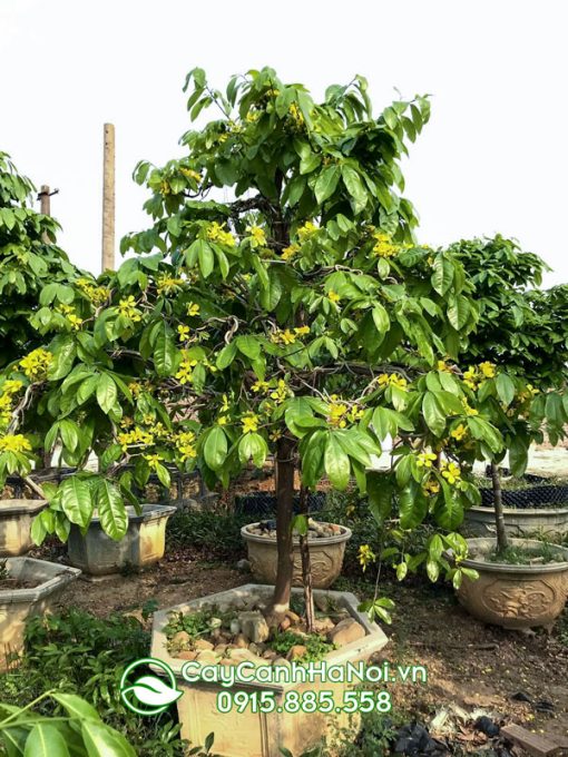 cây mai yên tử đẹp