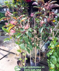 Cây hoa thiên phúc dạng bụi