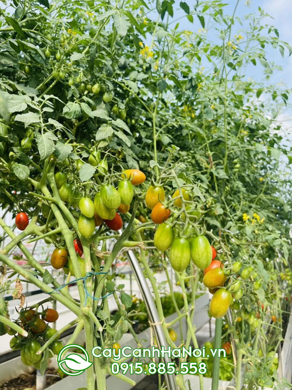 Chăm sóc cho cây cà chua cảnh