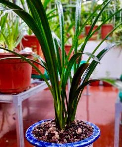 Điều kiện trồng chậu lan thanh ngọc