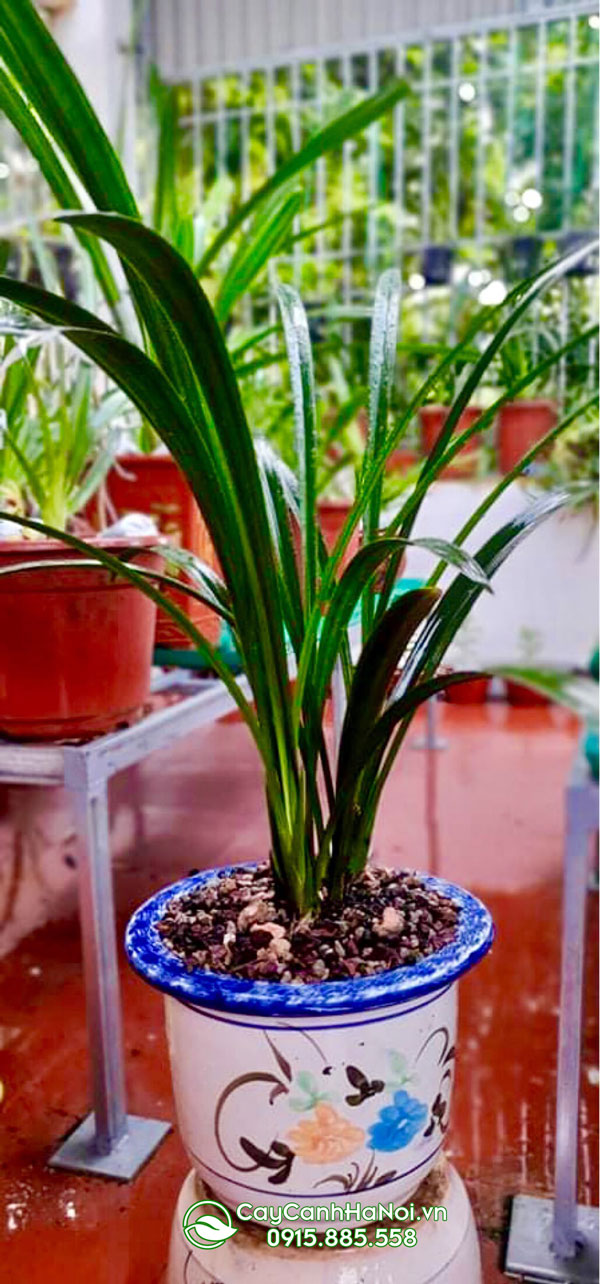Điều kiện trồng chậu lan thanh ngọc