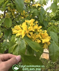 Đặc điểm hoa mai vàng yên tử