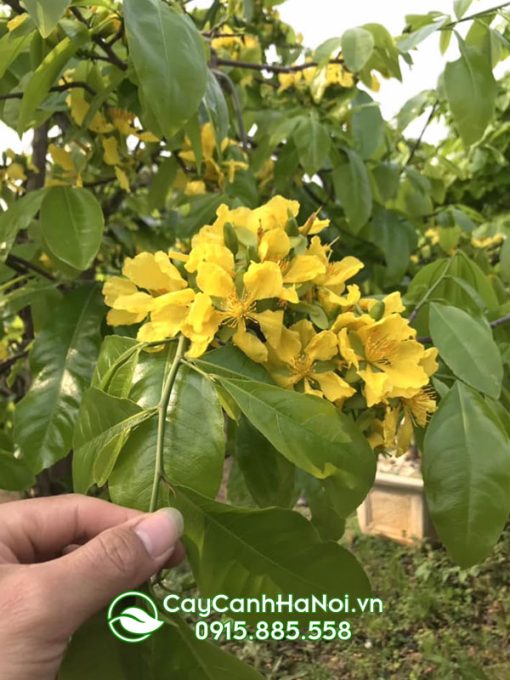 Đặc điểm hoa mai vàng yên tử