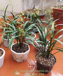 Địa chỉ mua cây địa lan thanh ngọc đẹp