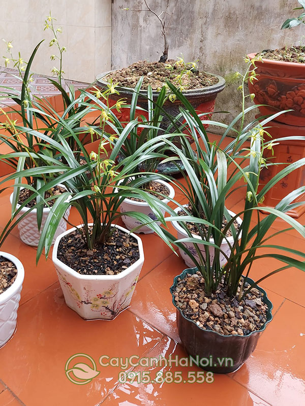 Địa chỉ mua cây địa lan thanh ngọc đẹp