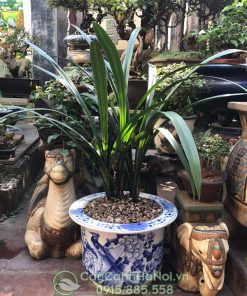 Địa lan thanh ngọc trang trí sân vườn