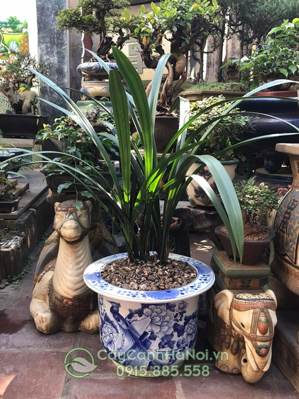 Địa lan thanh ngọc trang trí sân vườn