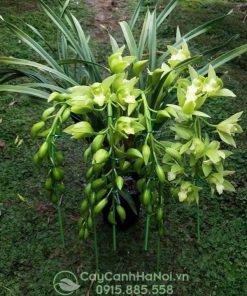 Cây địa lan thanh ngọc quý phi