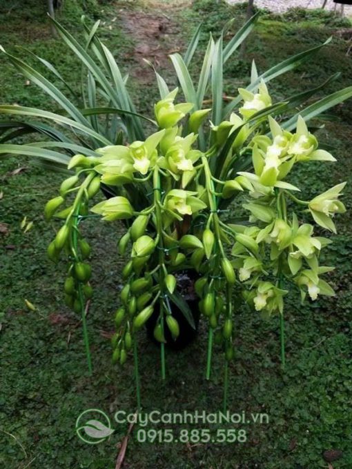 Cây địa lan thanh ngọc quý phi
