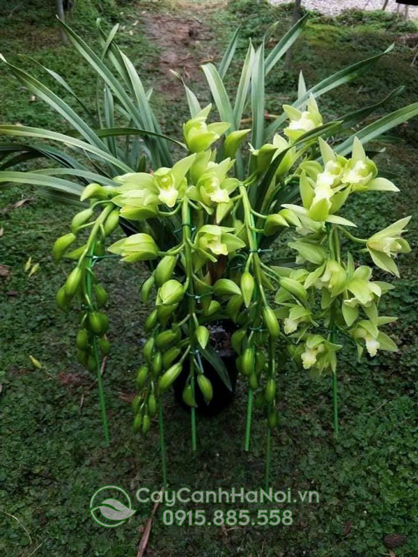 Cây địa lan thanh ngọc quý phi