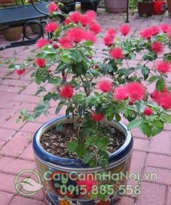 Điệp lào trồng chậu sứ