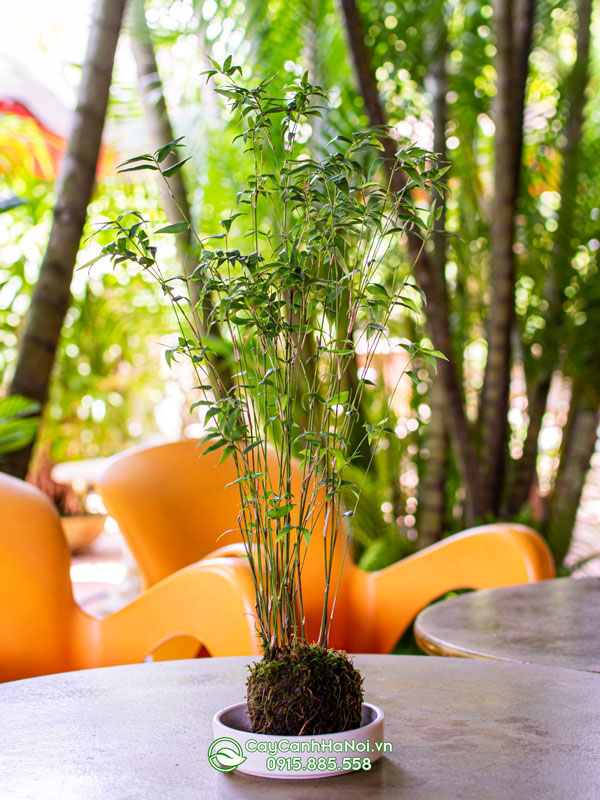 Giá bán cây trúc tăm mini bonsai tuỳ thuộc vào mẫu mã