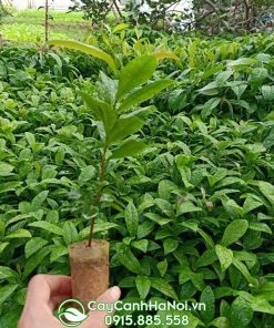 cây giống mai vàng yên tử