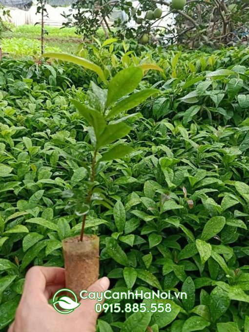 cây giống mai vàng yên tử