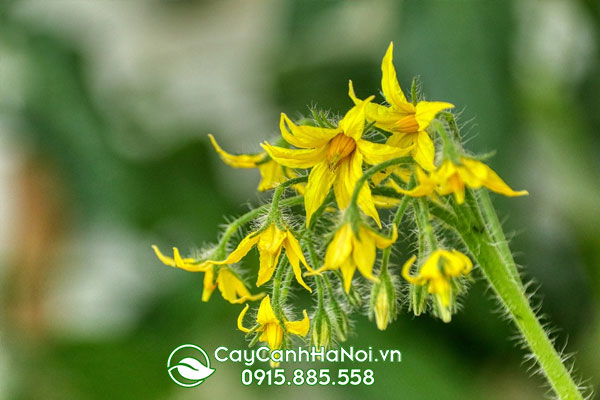 Hoa cà chua cảnh