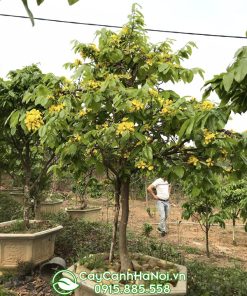Cây hoa mai vàng Yên Tử đẹp