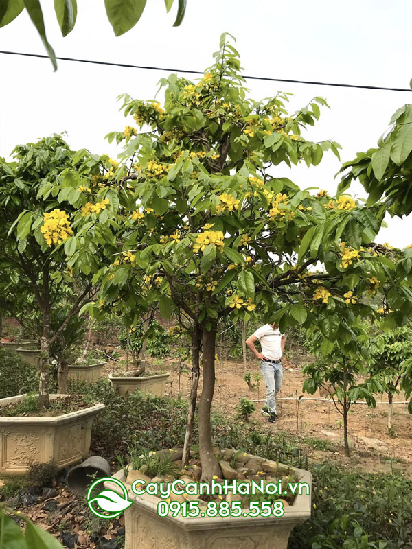 Cây hoa mai vàng Yên Tử đẹp