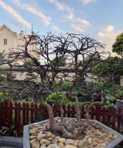 Mai vàng yên tử bonsai ngũ long quy tụ