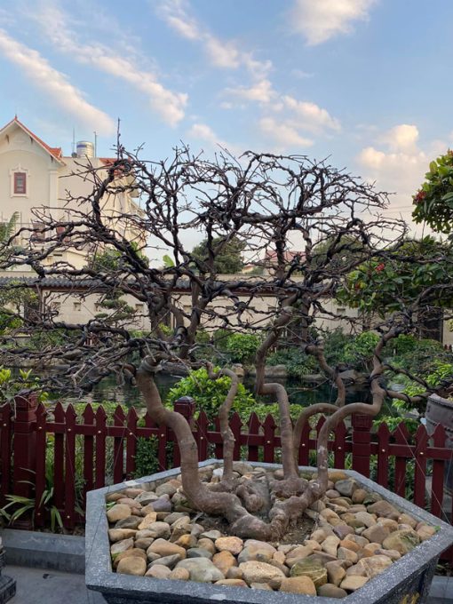 Mai vàng yên tử bonsai ngũ long quy tụ