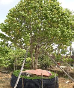 Mai vàng yên tử size lớn trồng sân vườn