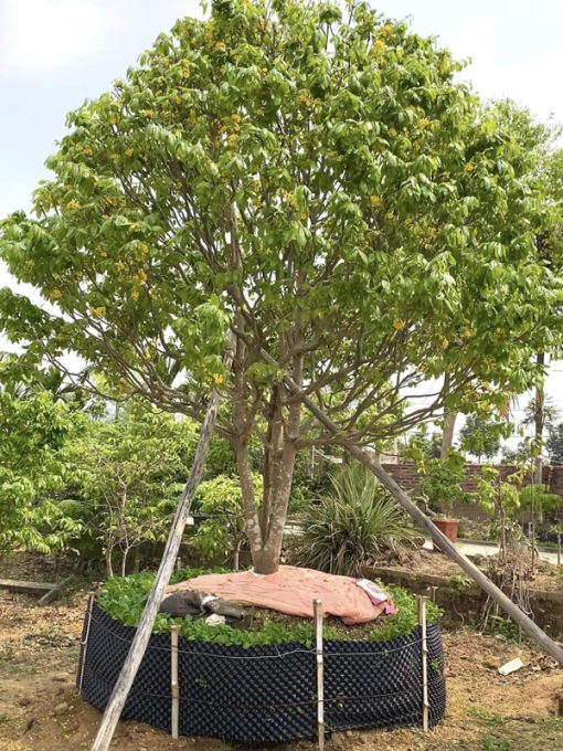 Mai vàng yên tử size lớn trồng sân vườn