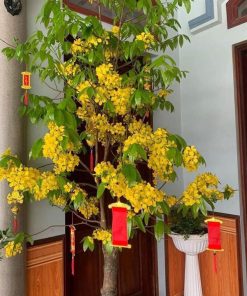 Mai vàng yên tử trồng chậu trưng tết