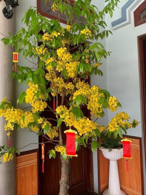 Mai vàng yên tử trồng chậu trưng tết