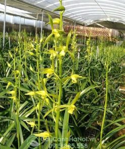 Nguồn gốc của cây lan kiếm thanh ngọc