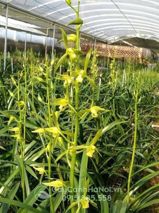 Nguồn gốc của cây lan kiếm thanh ngọc