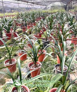 Nơi bán cây địa lan thanh ngọc đẹp giá rẻ
