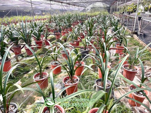 Nơi bán cây địa lan thanh ngọc đẹp giá rẻ