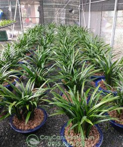 Nơi bán cây địa lan thanh ngọc thời vụ Tết