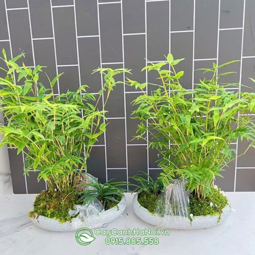 Nơi bán cây trúc để bàn tại Hà Nội