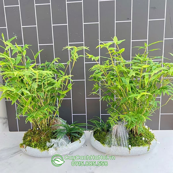Nơi bán cây trúc để bàn tại Hà Nội
