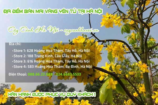 Nơi bán mai vàng yên tử giá rẻ tại Hà Nội