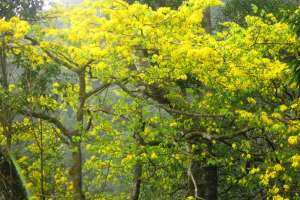 Rừng mai vàng Yên Tử